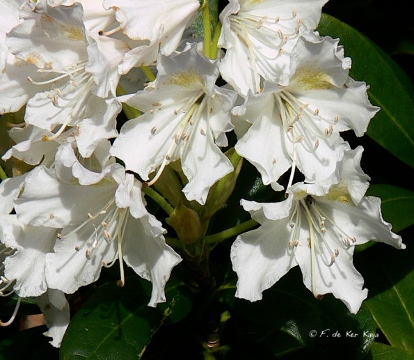 Bois des Moutiers (159) Mai 2012